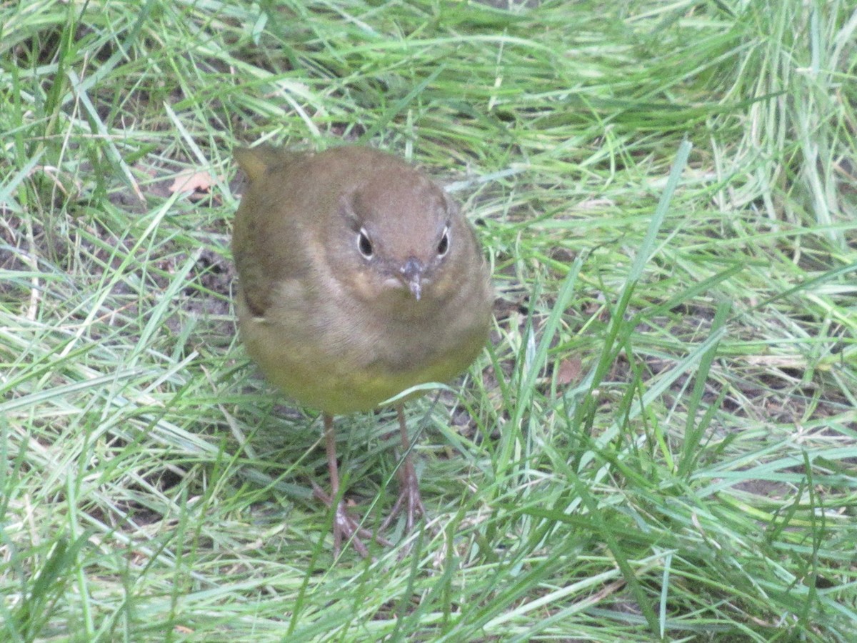 ハイムネアメリカムシクイ - ML643999757