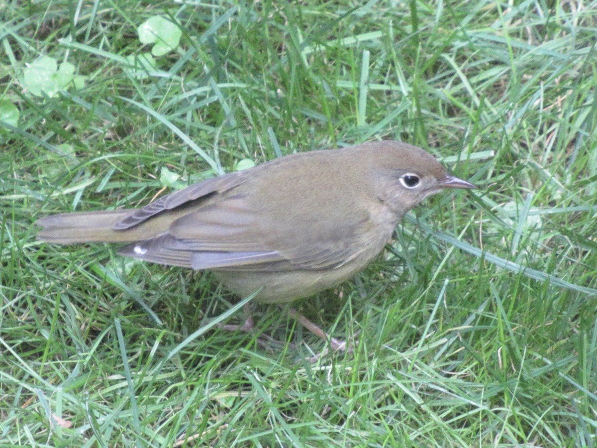 ハイムネアメリカムシクイ - ML643999758