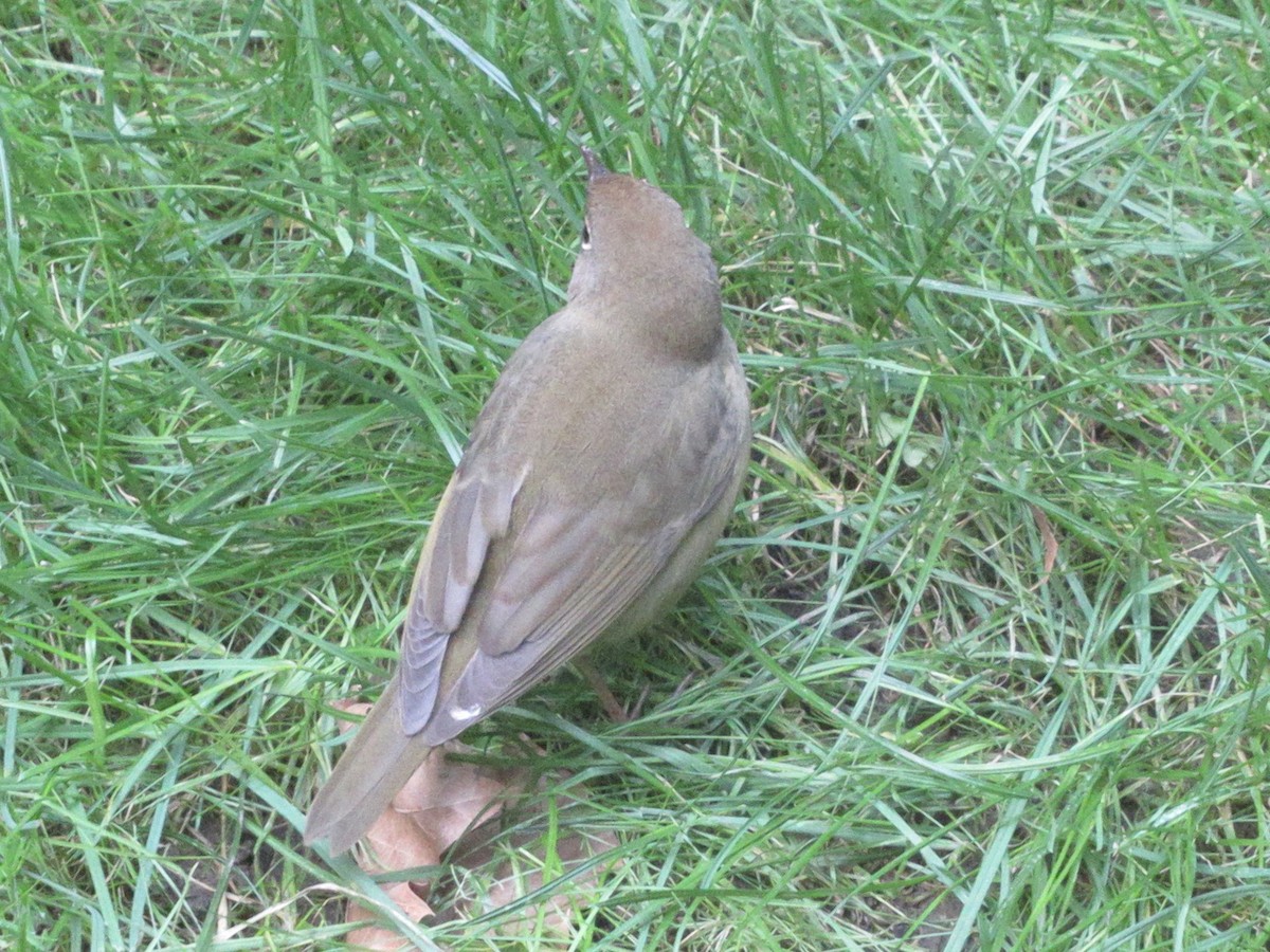 ハイムネアメリカムシクイ - ML643999759