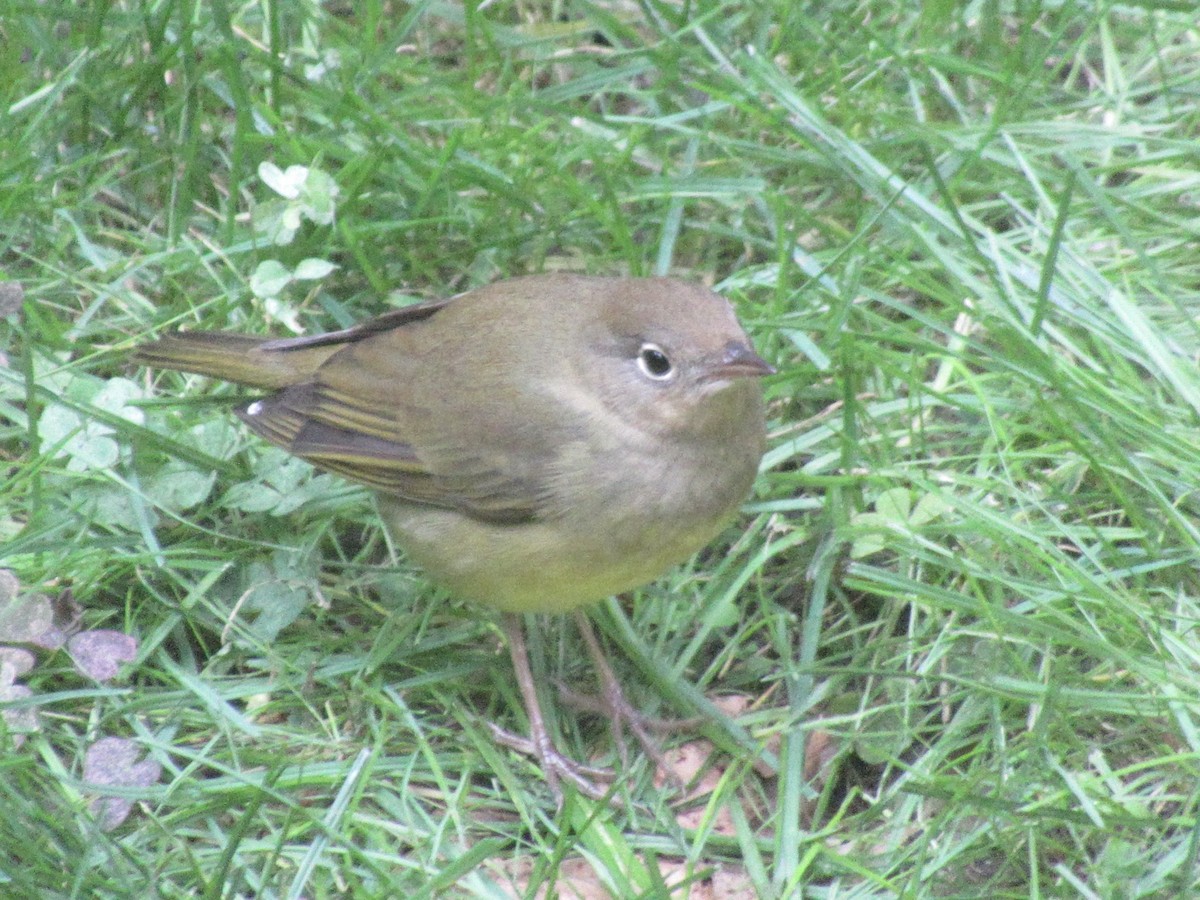 ハイムネアメリカムシクイ - ML643999760