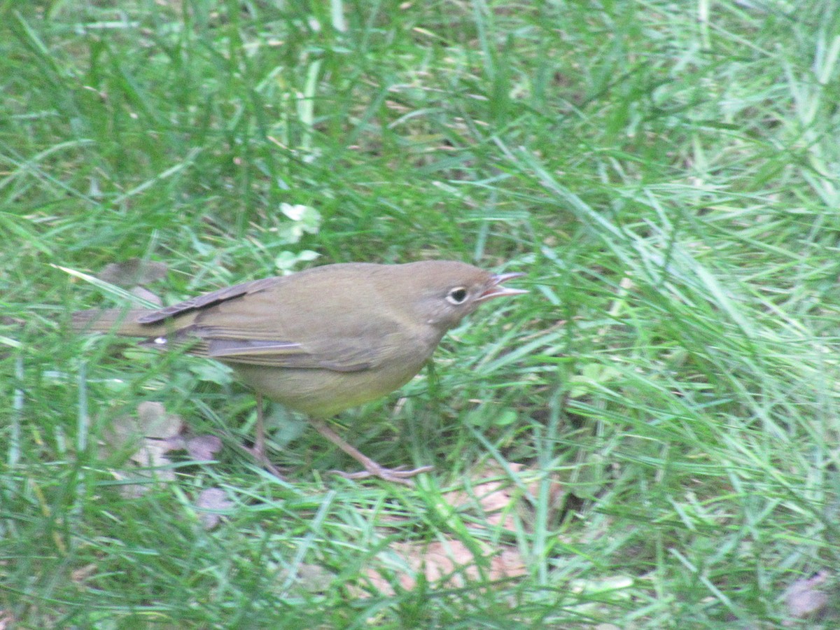 ハイムネアメリカムシクイ - ML643999761