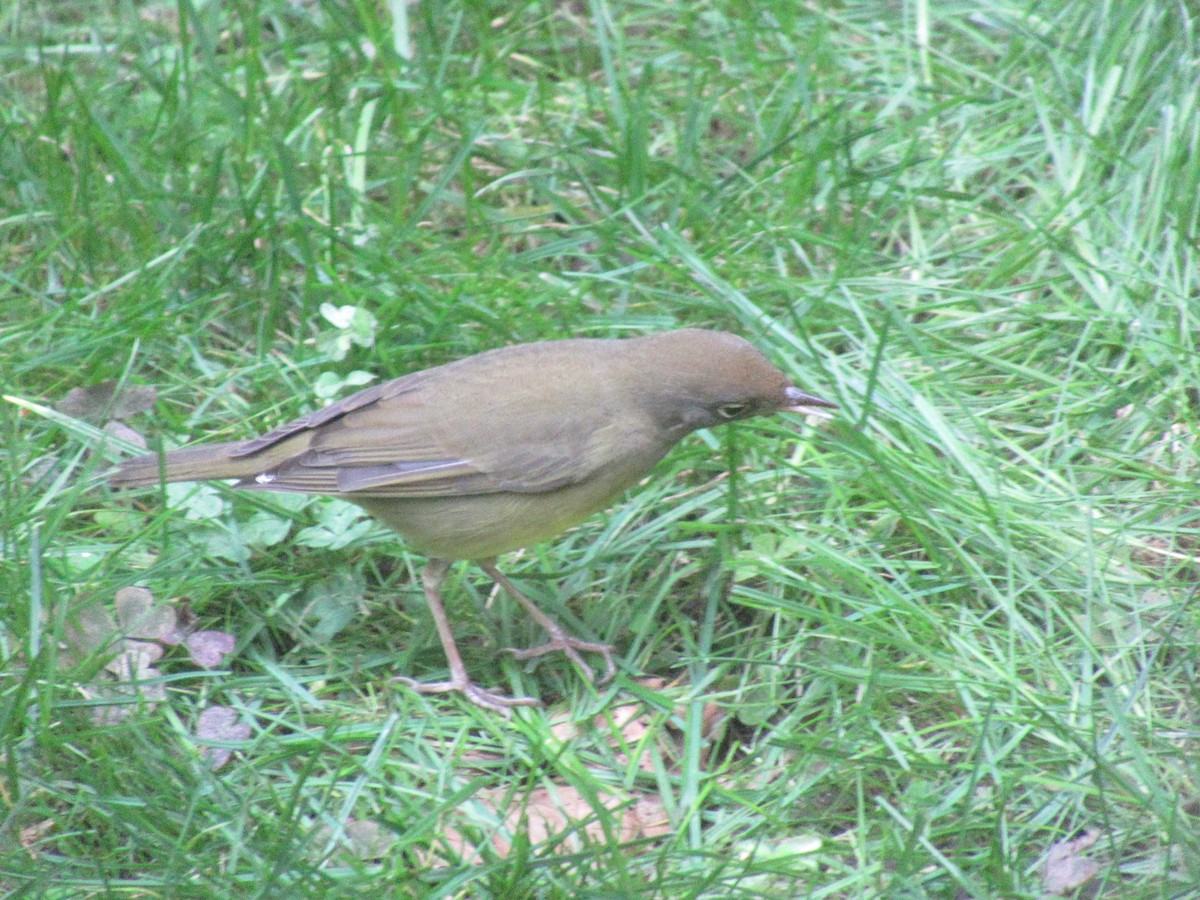 ハイムネアメリカムシクイ - ML643999763