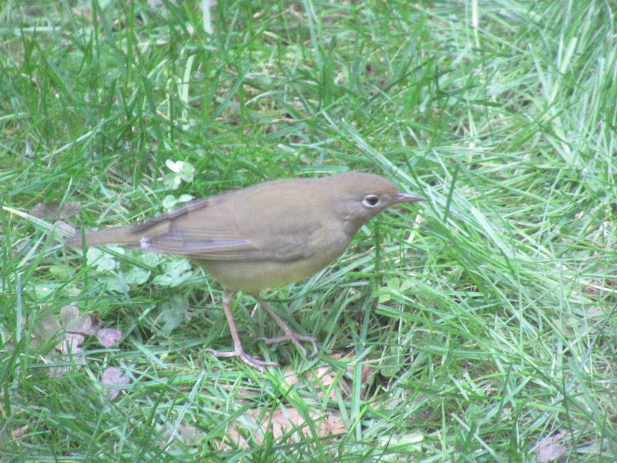 ハイムネアメリカムシクイ - ML643999764