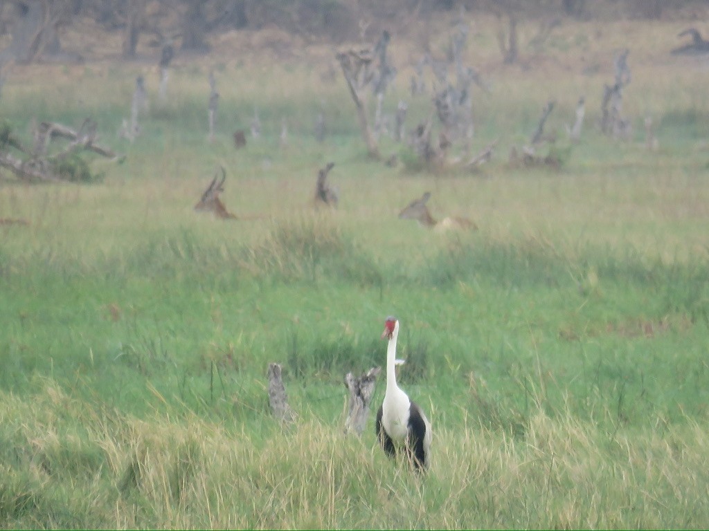 ホオカザリヅル - ML643999767