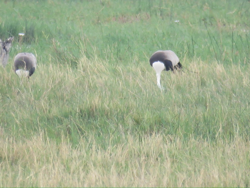 ホオカザリヅル - ML643999768