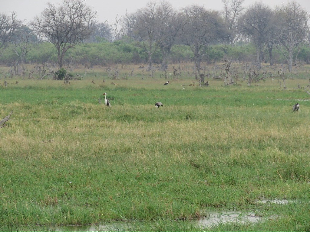 ホオカザリヅル - ML643999770