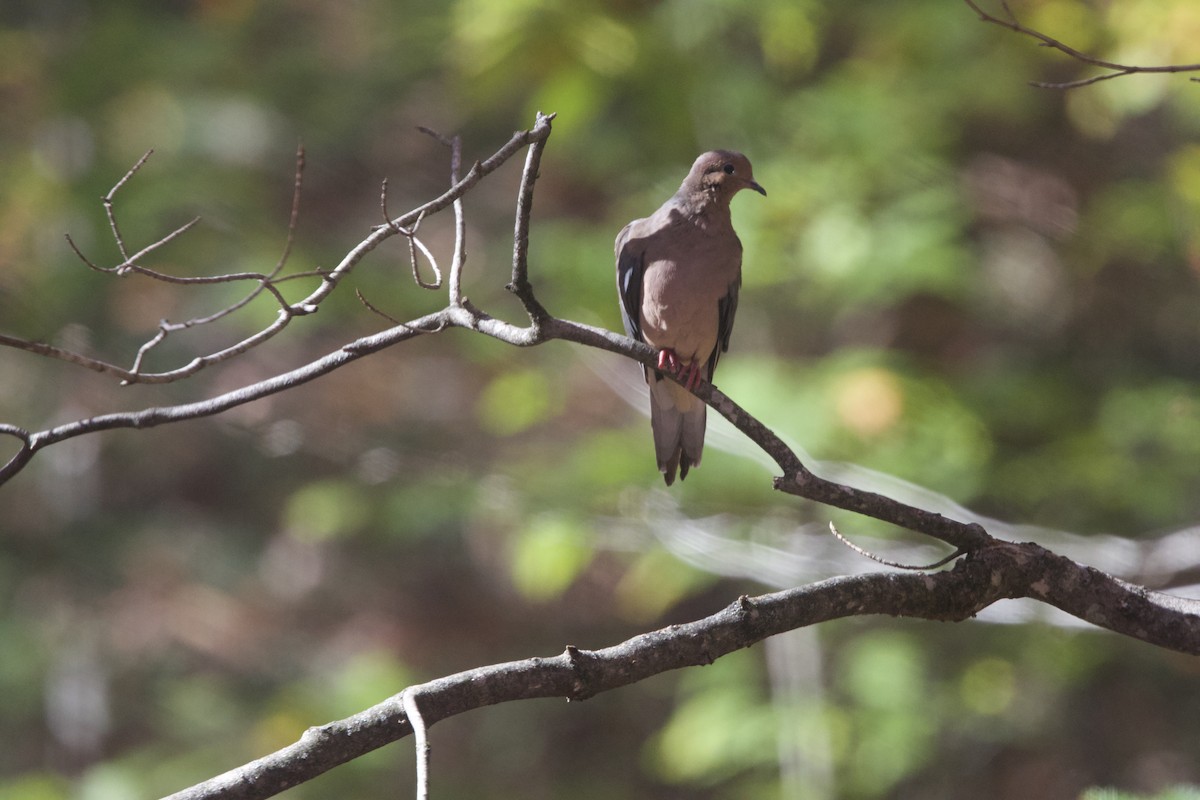 Mourning Dove - ML643999780
