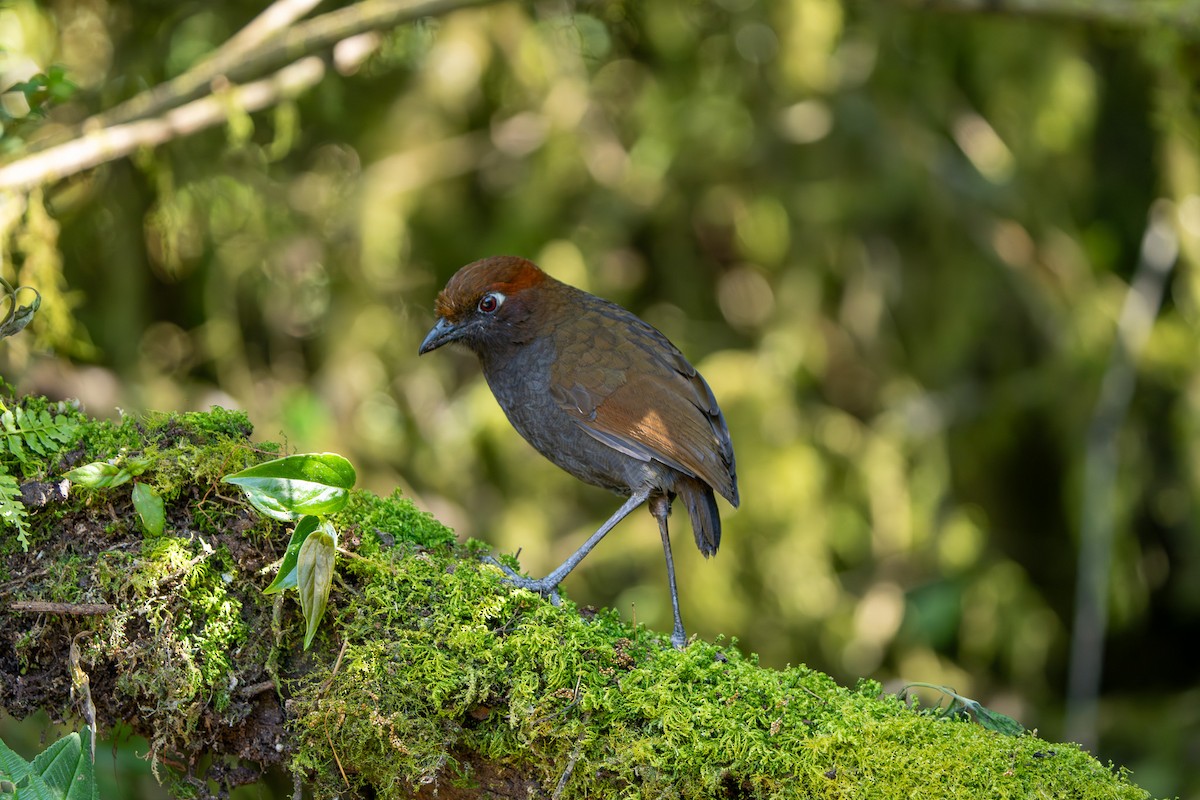 Chestnut-naped Antpitta - ML643999785