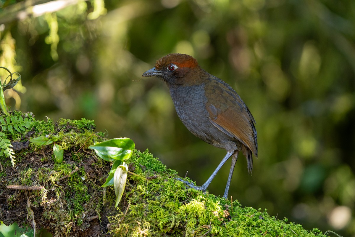 Chestnut-naped Antpitta - ML643999786