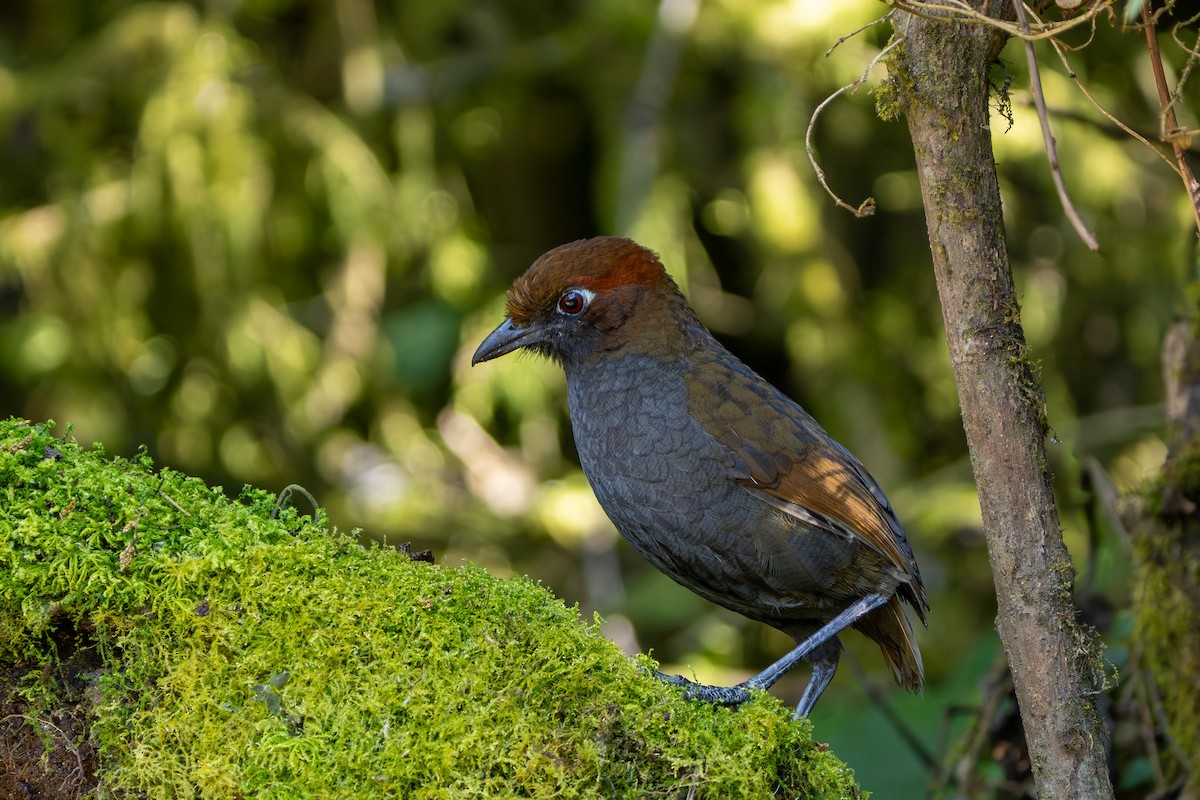 Chestnut-naped Antpitta - ML643999787