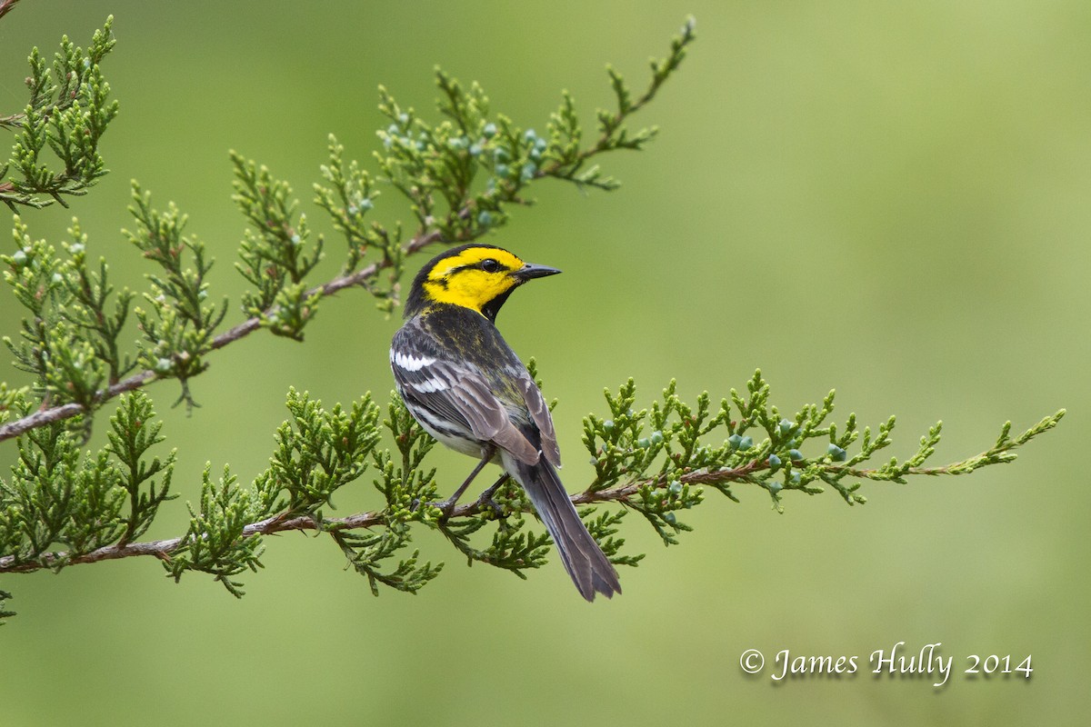 Golden-cheeked Warbler - ML643999789