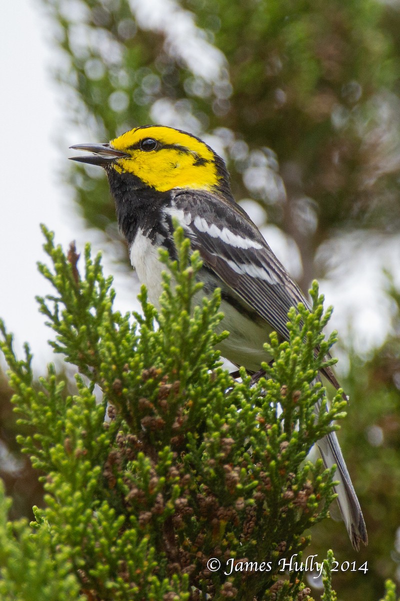 Golden-cheeked Warbler - ML643999793