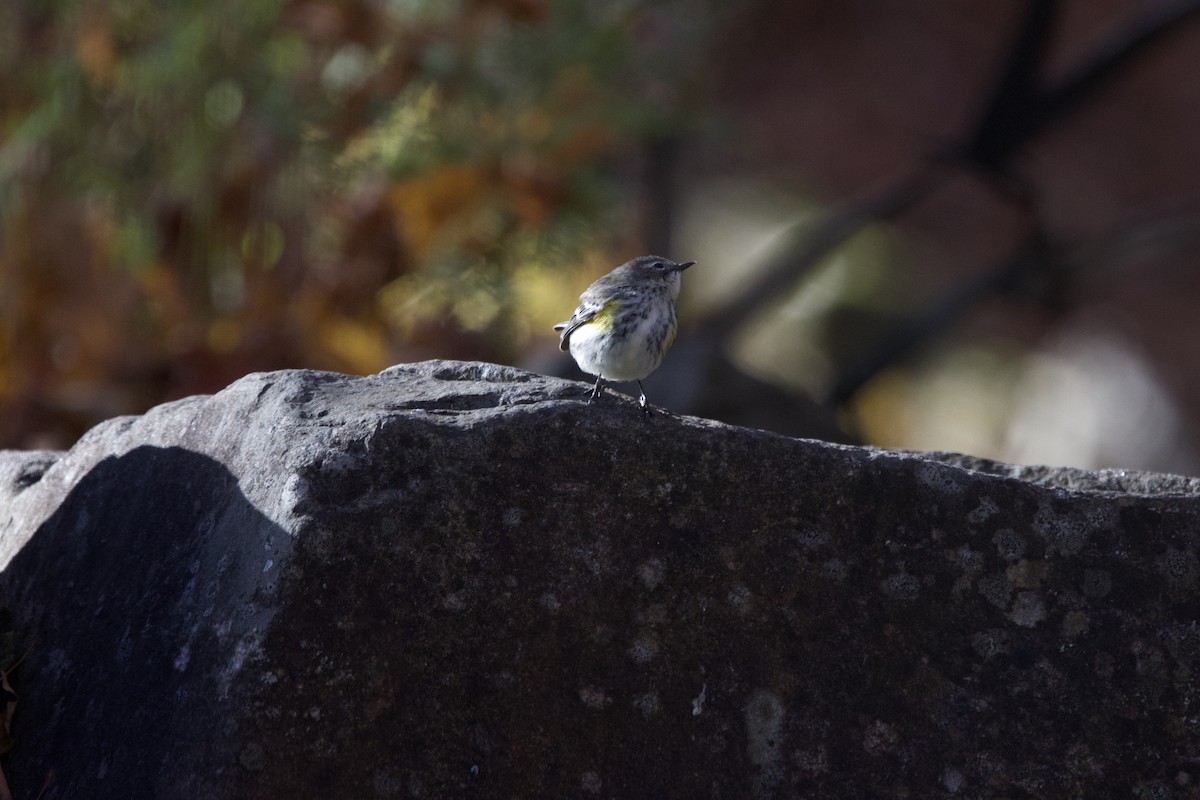 Yellow-rumped Warbler (Myrtle) - ML643999801