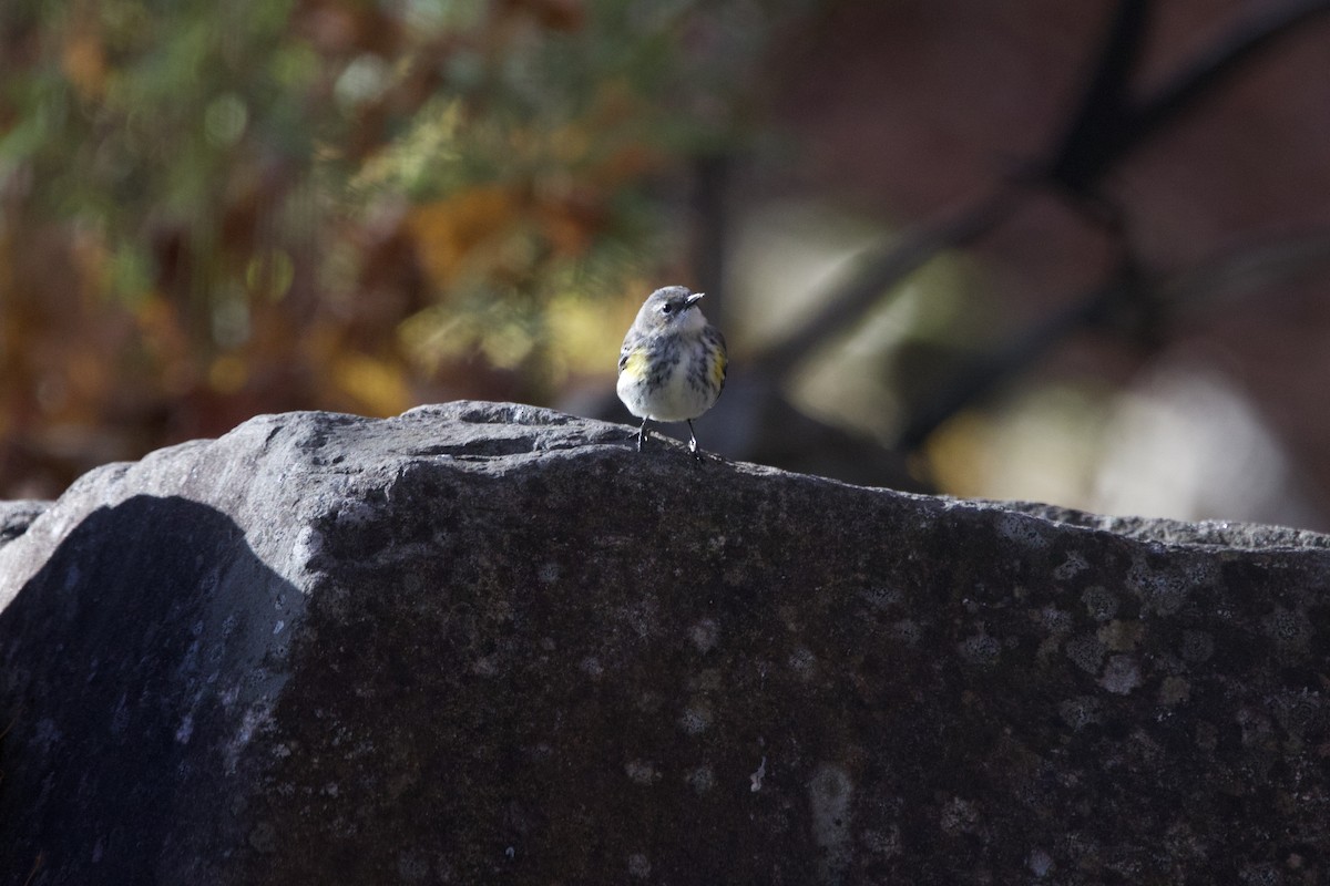 Yellow-rumped Warbler (Myrtle) - ML643999808
