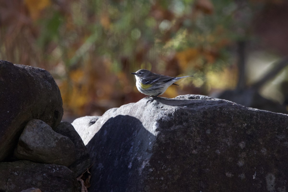 Yellow-rumped Warbler (Myrtle) - ML643999809
