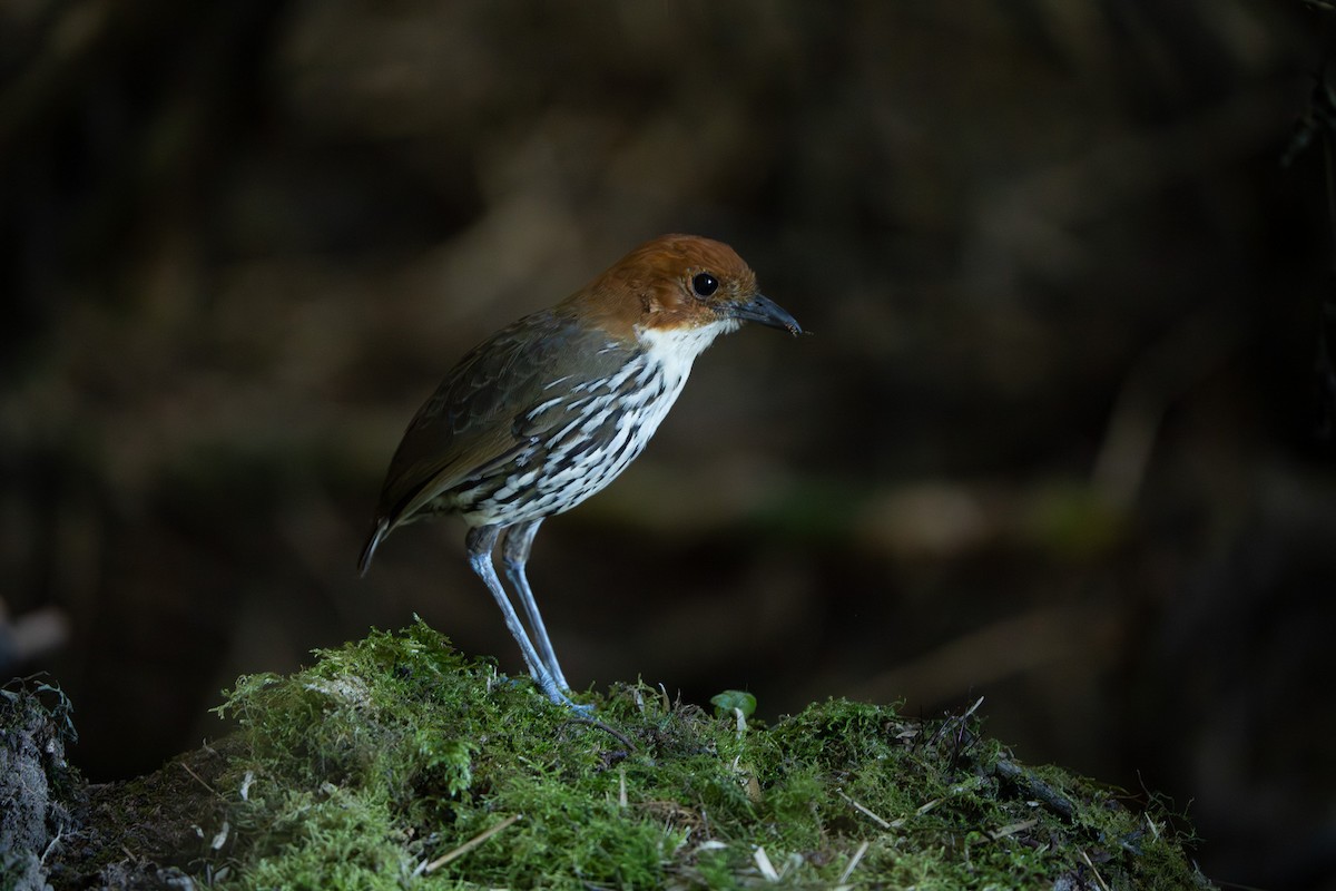 Мурашниця рудоголова - ML643999812