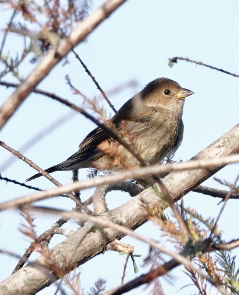 Indigo Bunting - ML643999847