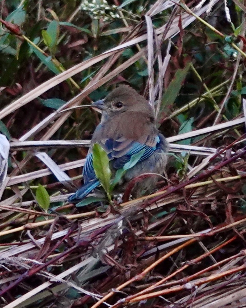 Indigo Bunting - ML643999848