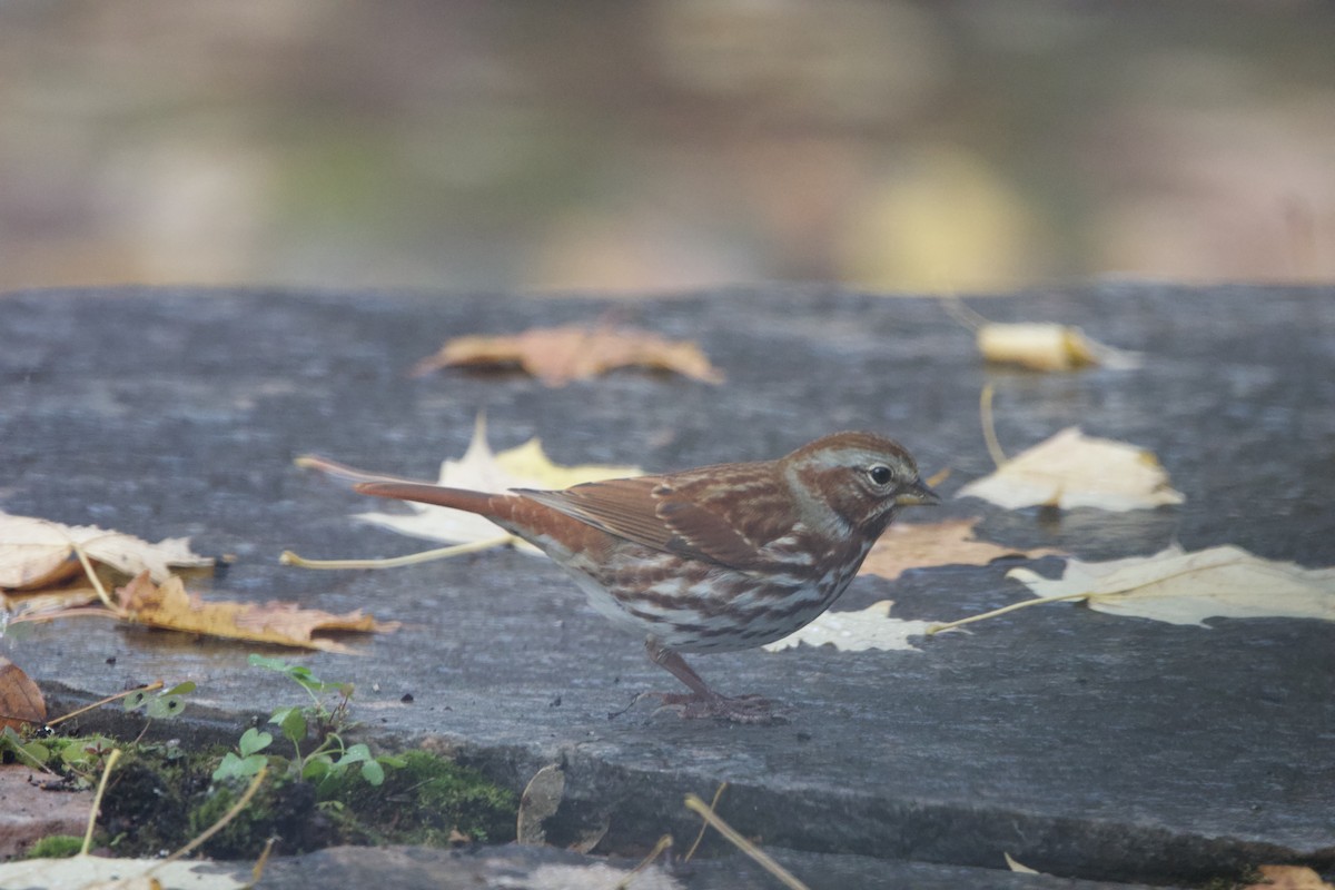 Fox Sparrow - ML643999858
