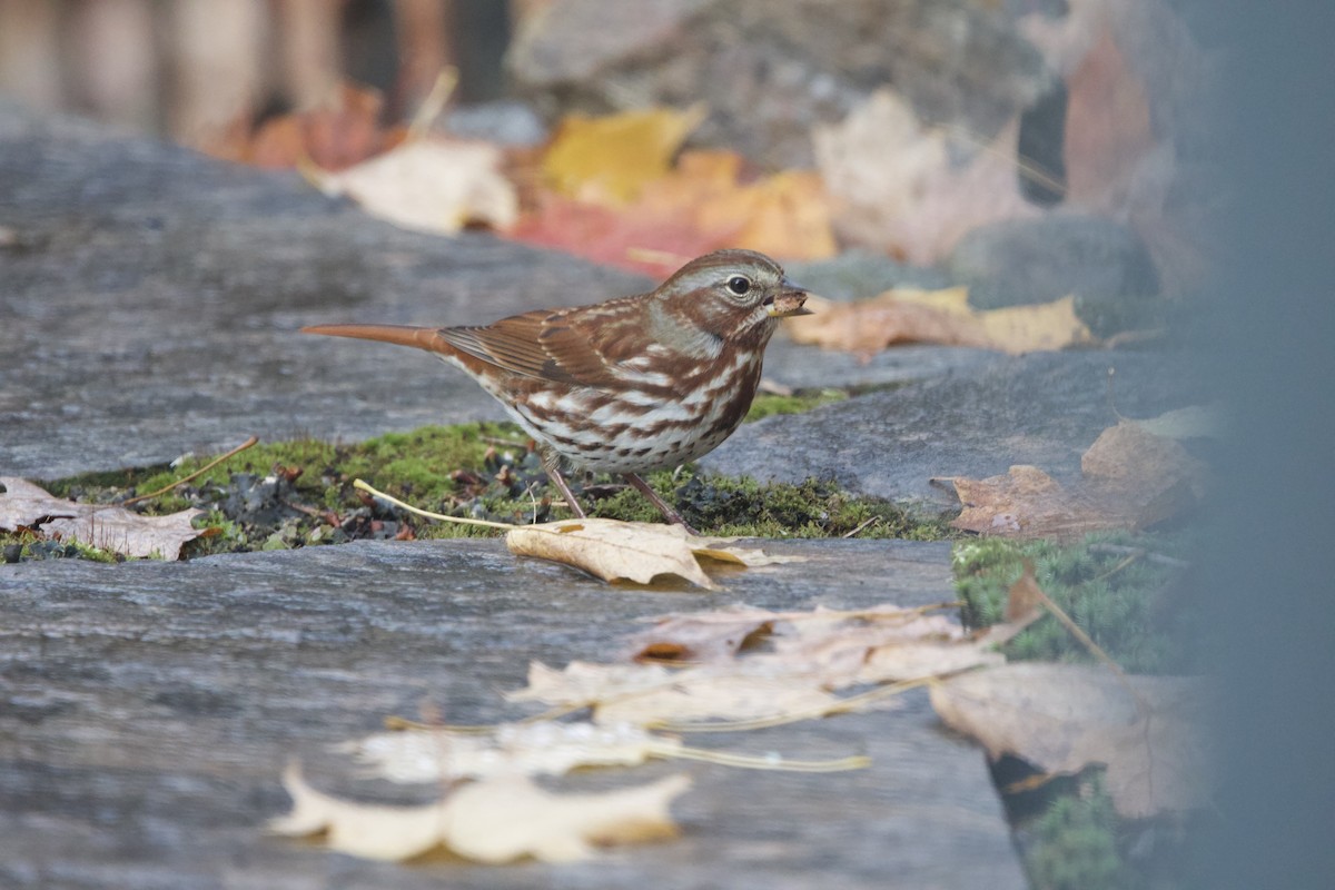 Fox Sparrow - ML643999860