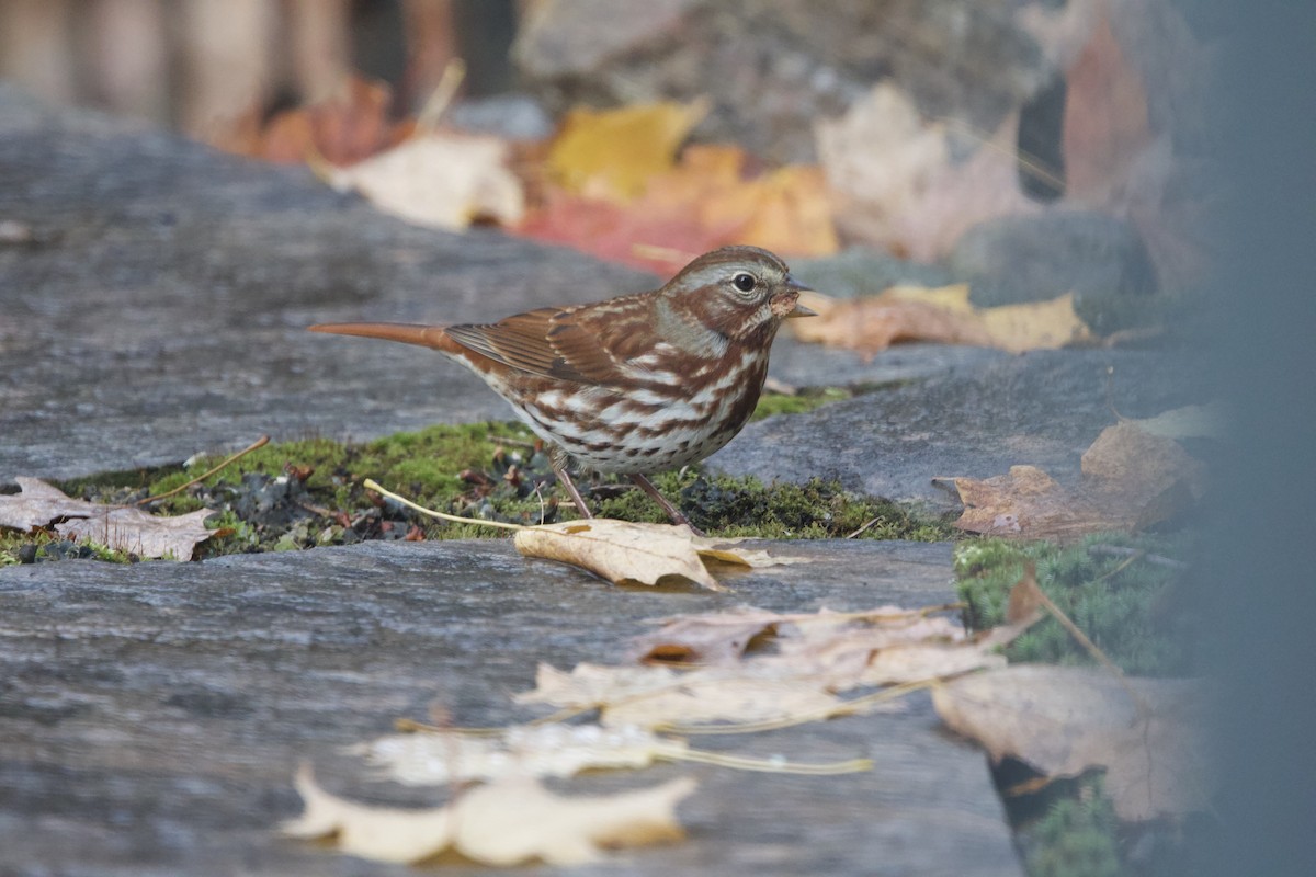 Fox Sparrow - ML643999861