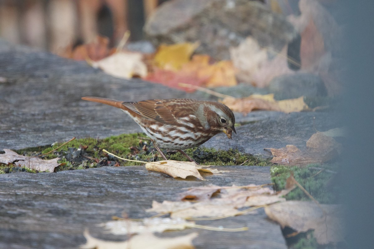 Fox Sparrow - ML643999862