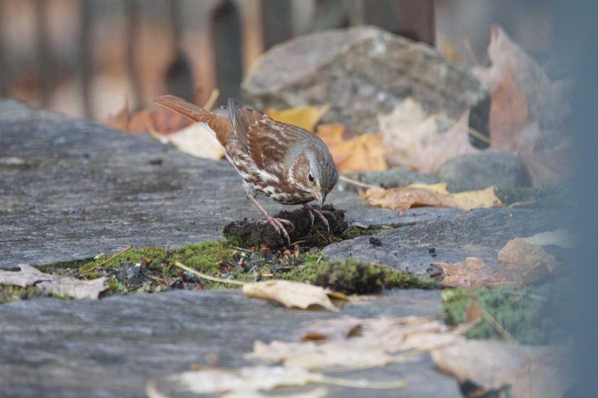 Fox Sparrow - ML643999863