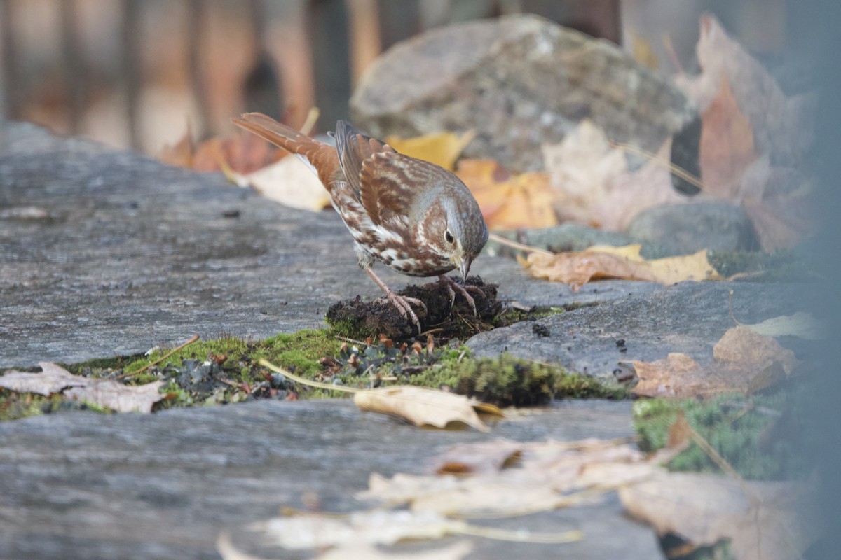 Fox Sparrow - ML643999864