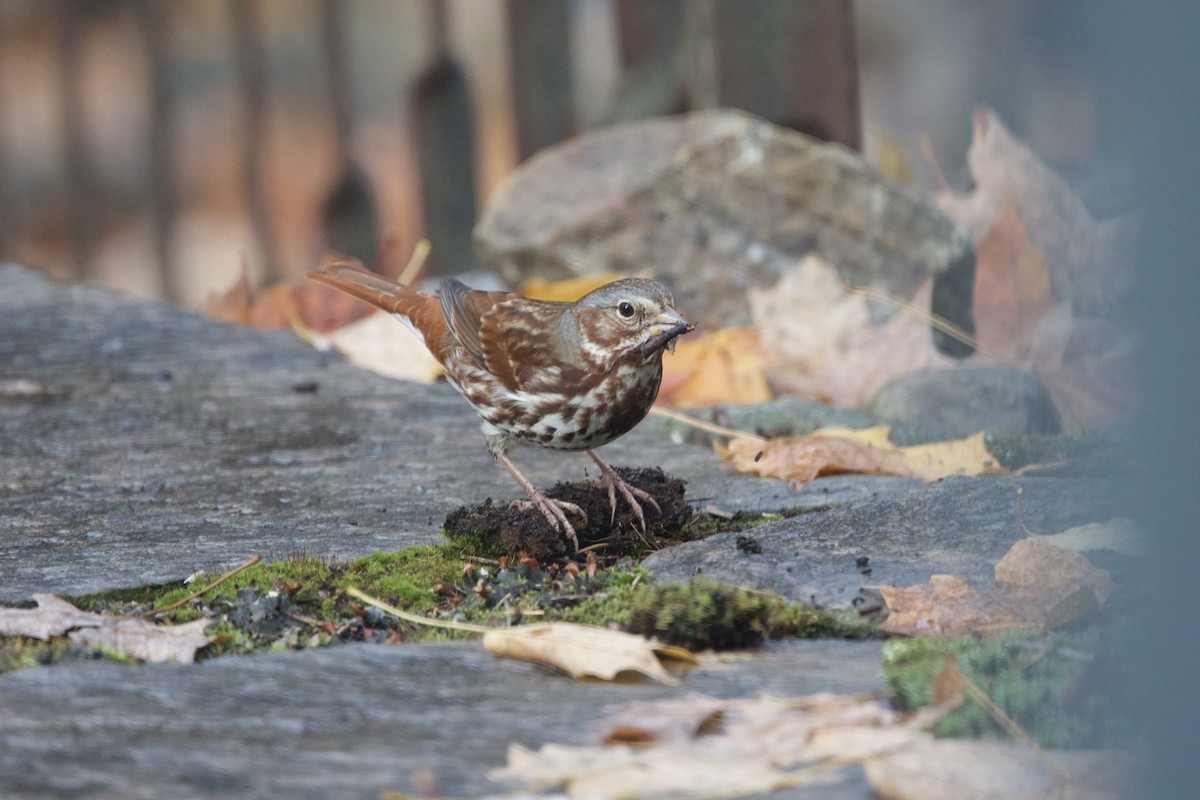 Fox Sparrow - ML643999865