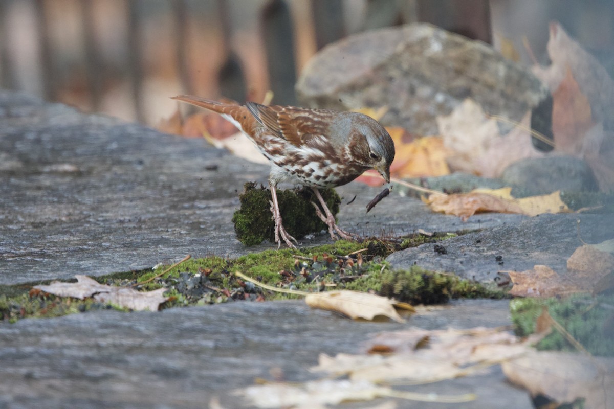 Fox Sparrow - ML643999866