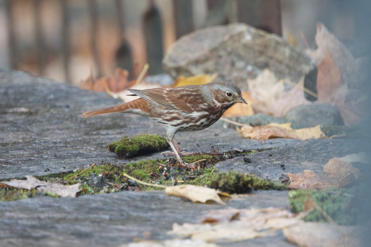 Fox Sparrow - ML643999867