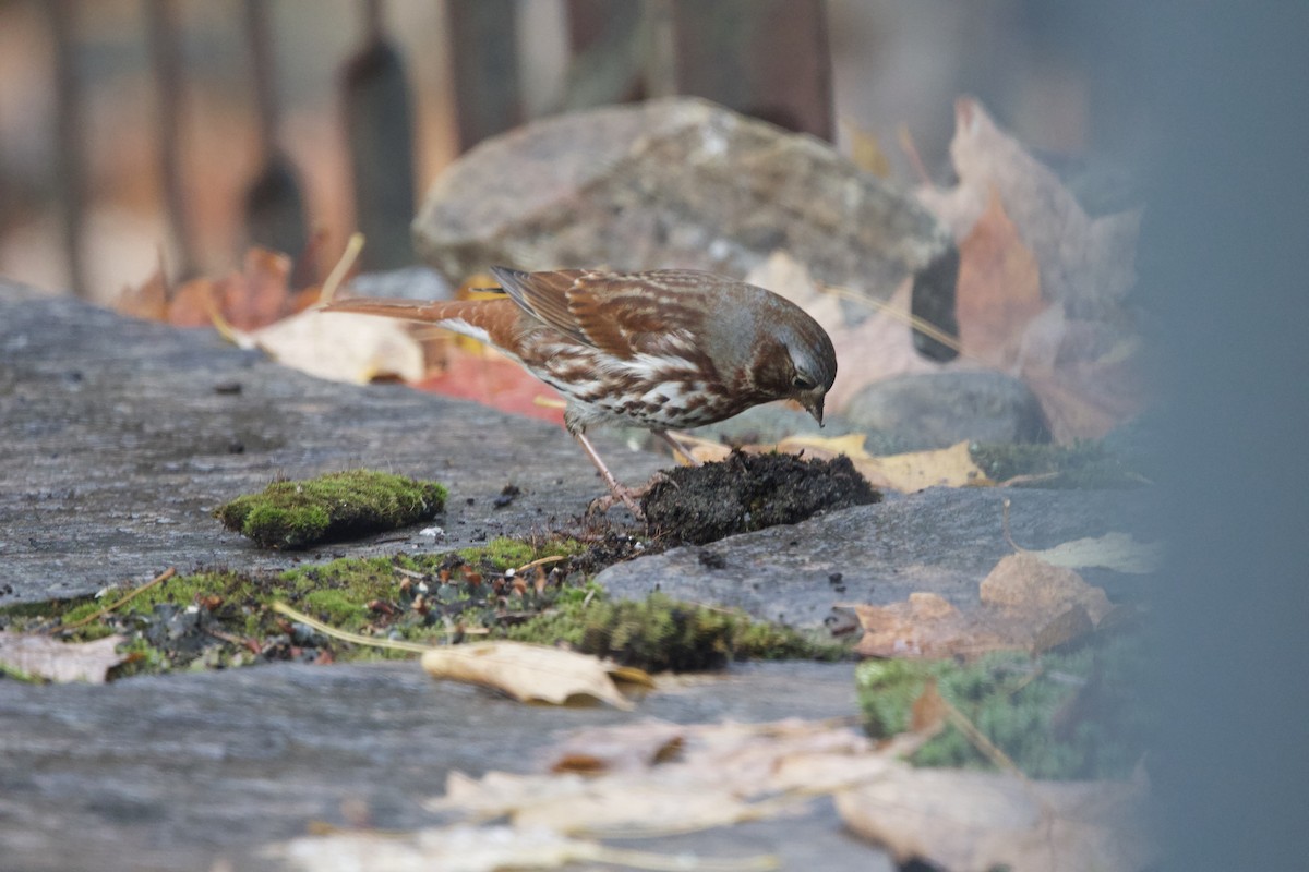 Fox Sparrow - ML643999869
