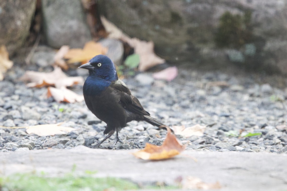 Common Grackle - ML643999885