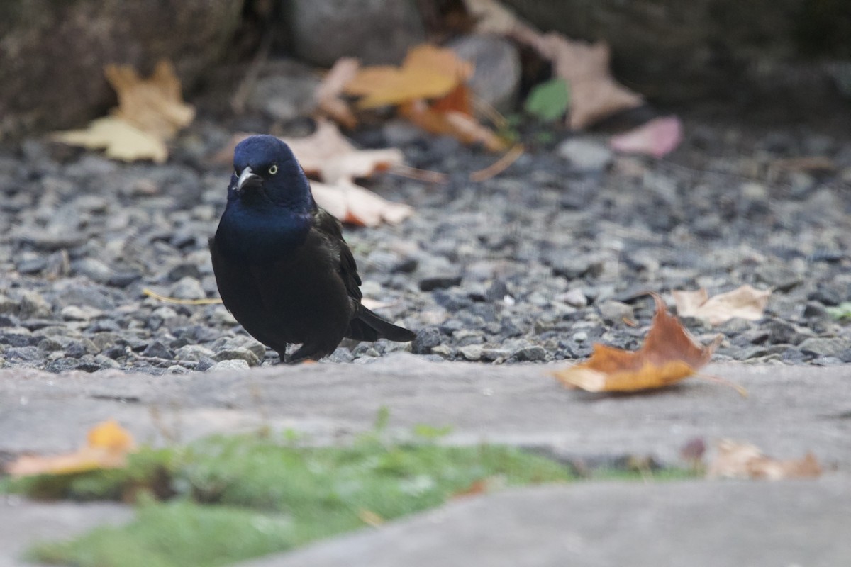Common Grackle - ML643999887