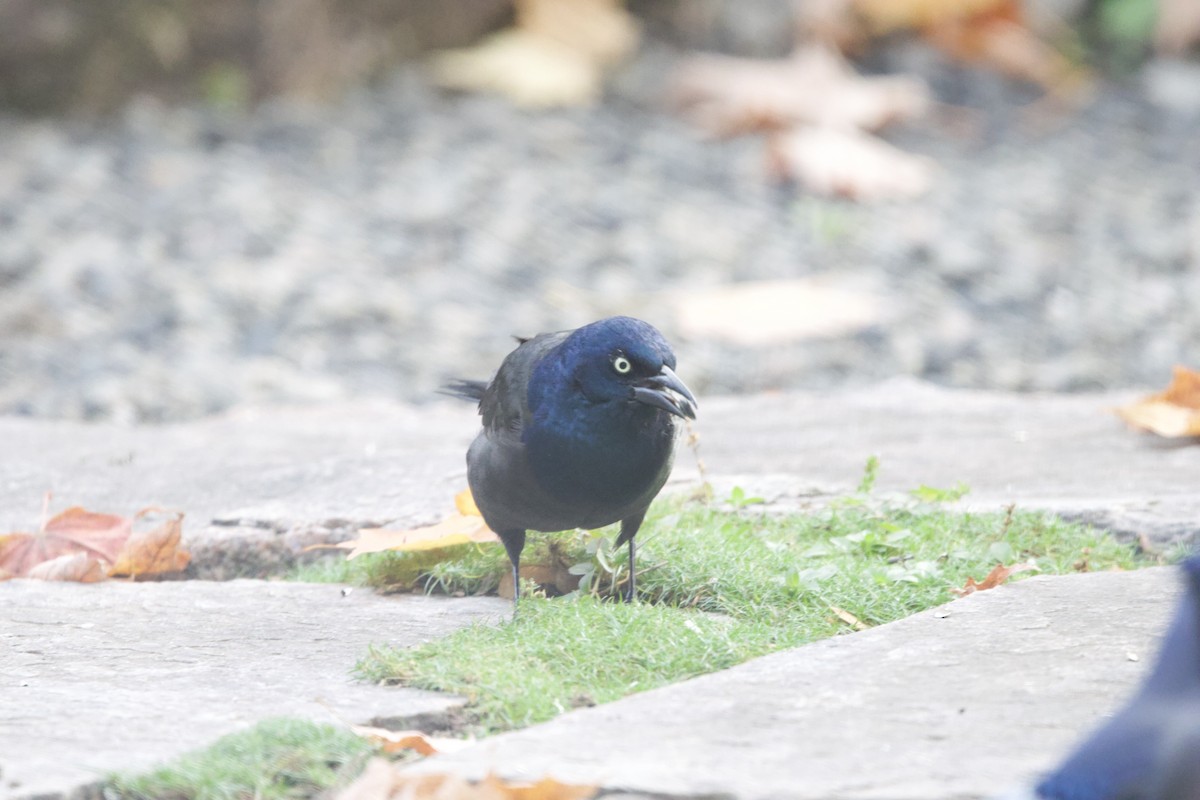 Common Grackle - ML643999888