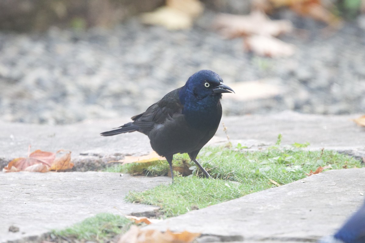 Common Grackle - ML643999889