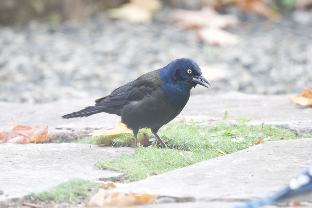 Common Grackle - ML643999890