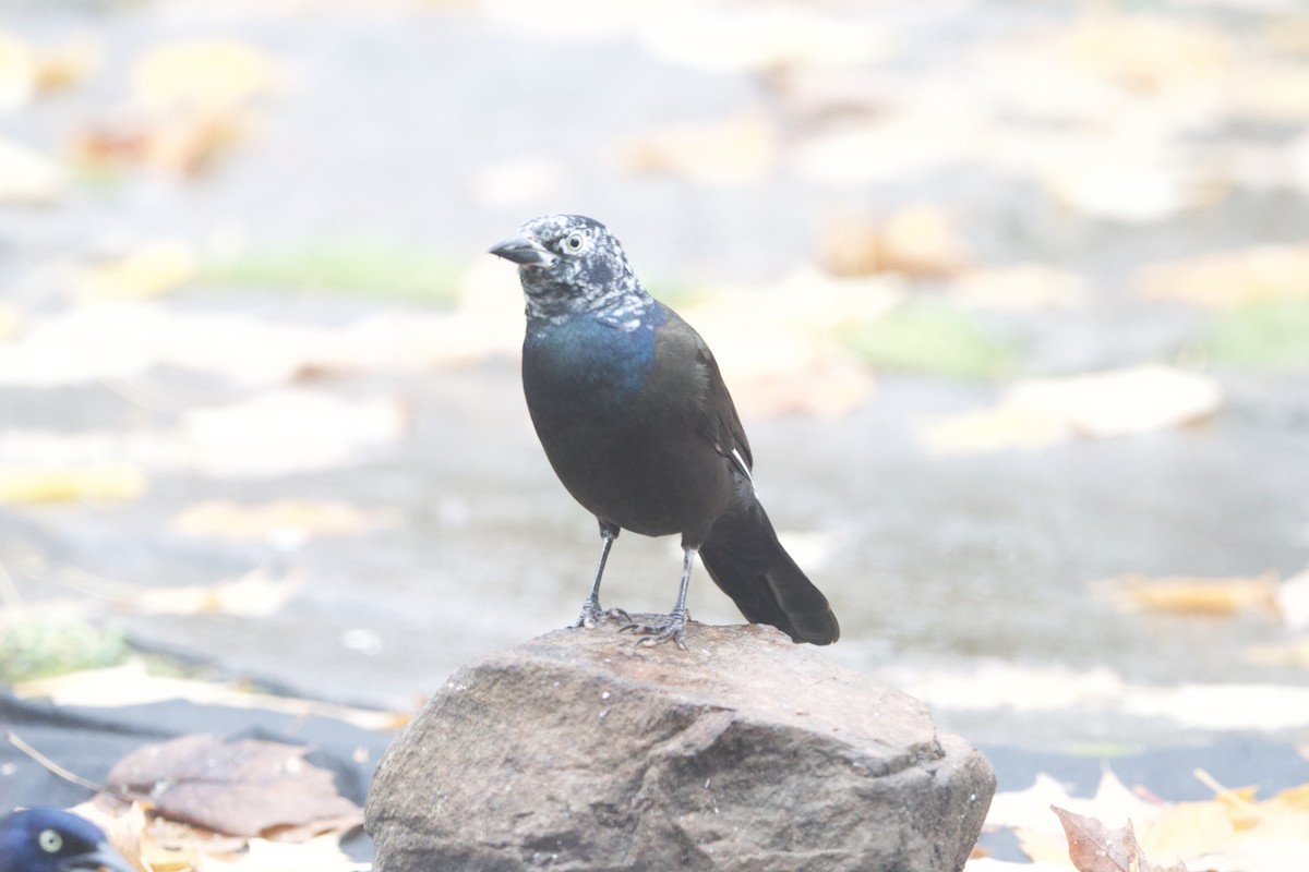 Common Grackle - ML643999891