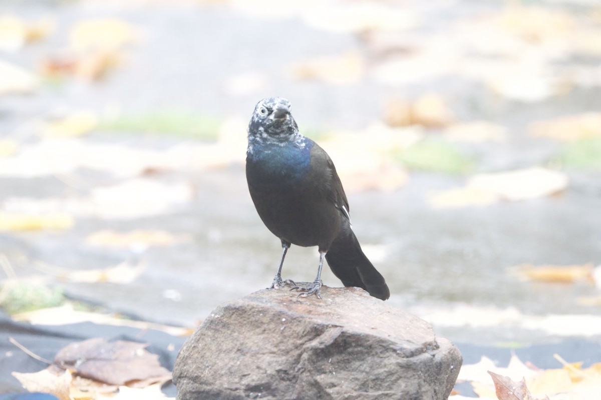 Common Grackle - ML643999892