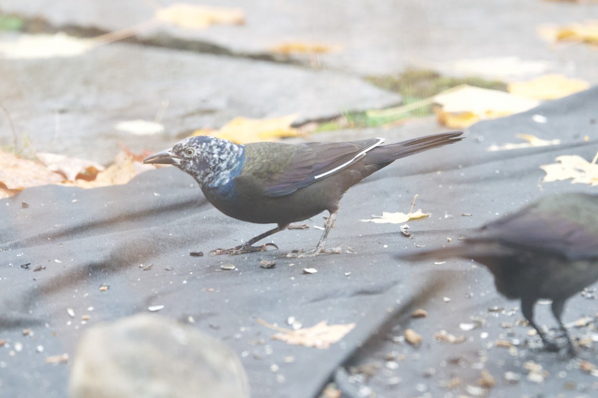 Common Grackle - ML643999893