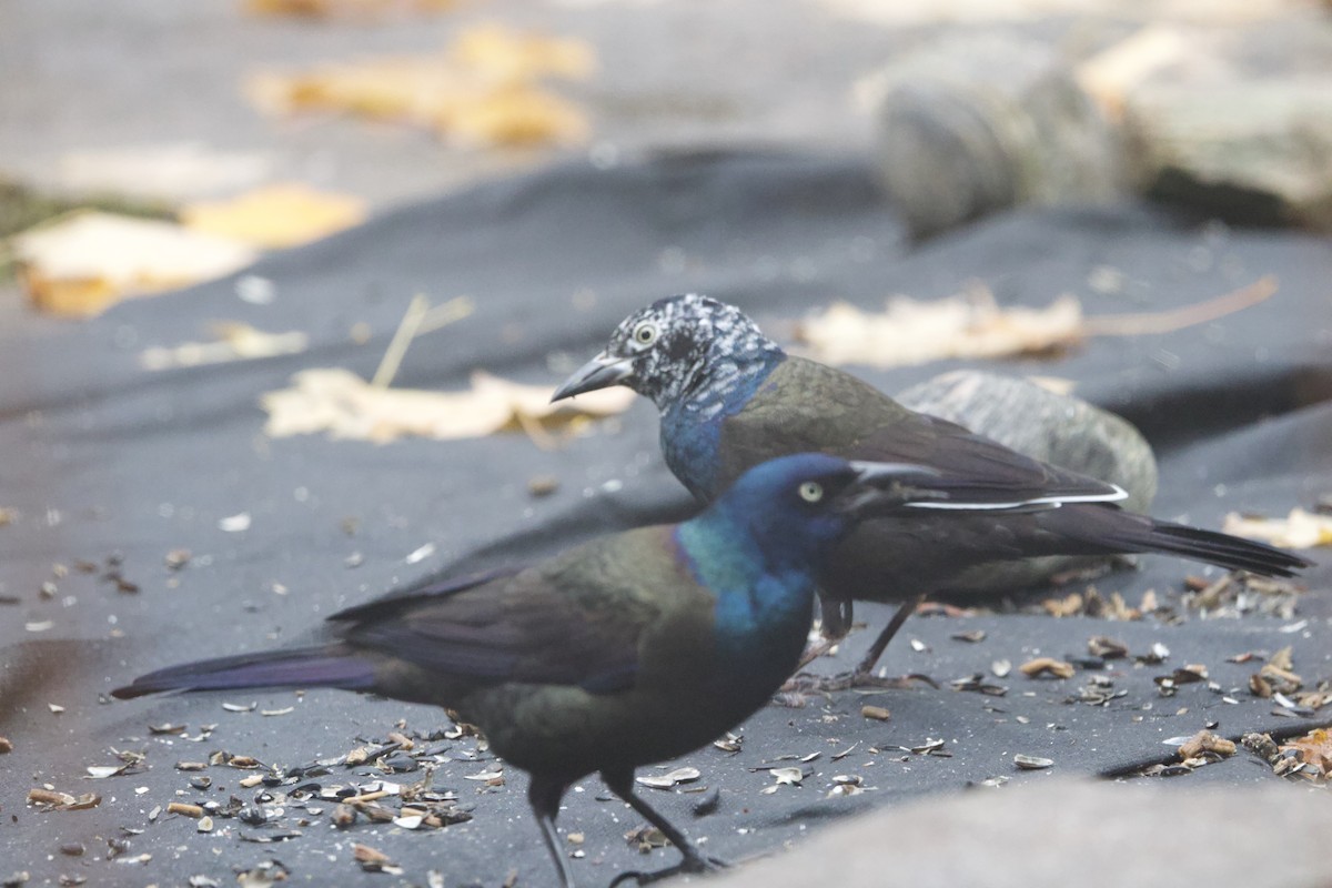 Common Grackle - ML643999894