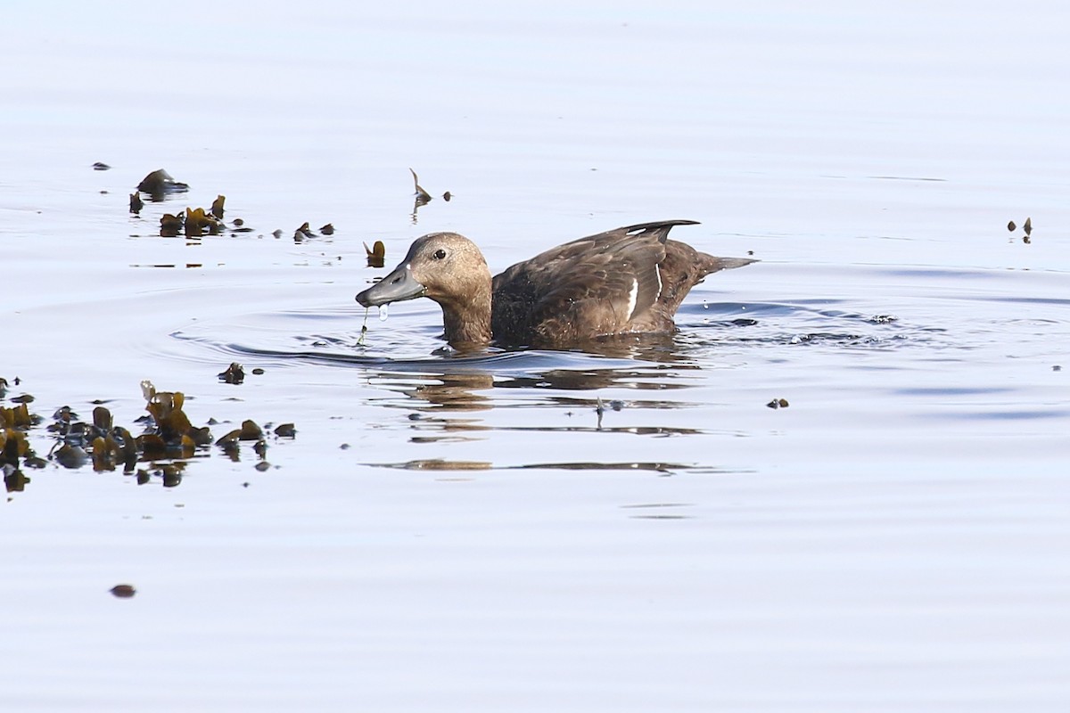 stellerand - ML643999901