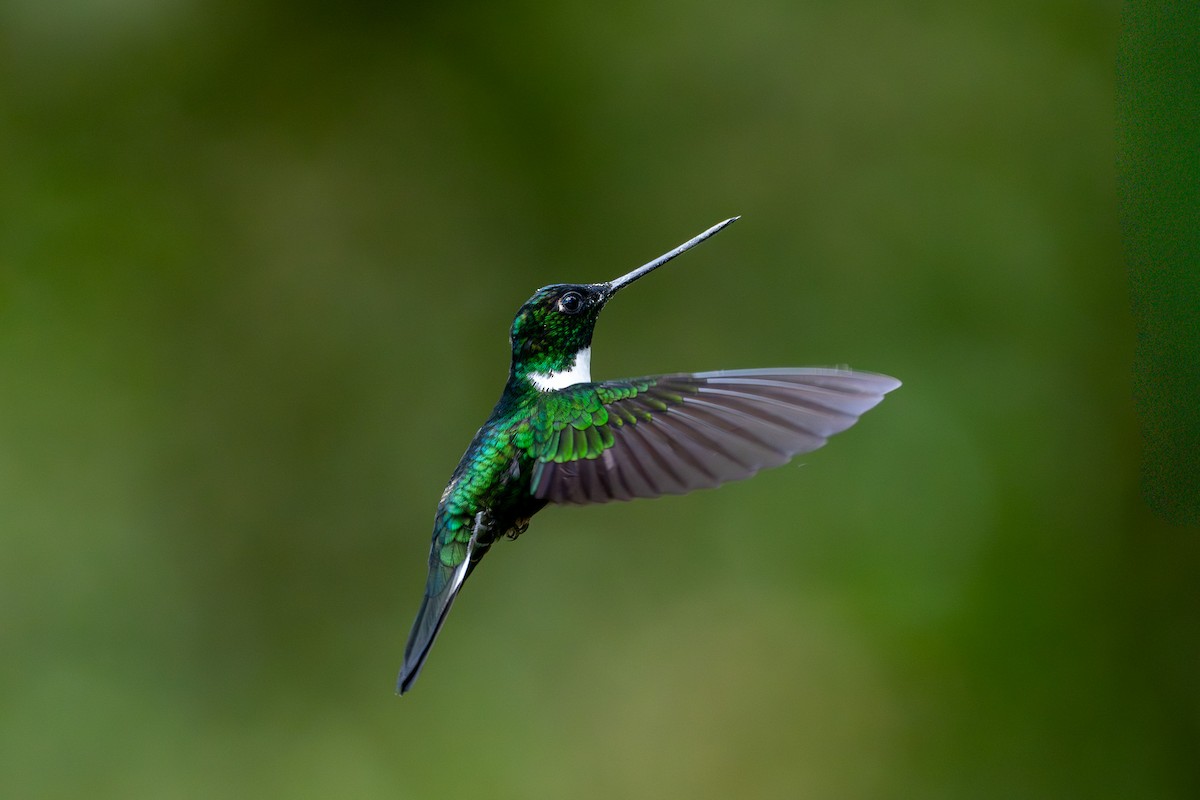 Collared Inca - ML643999904