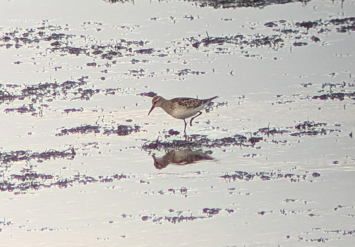 White-rumped Sandpiper - ML643999913