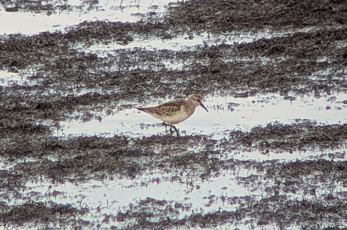 White-rumped Sandpiper - ML643999916