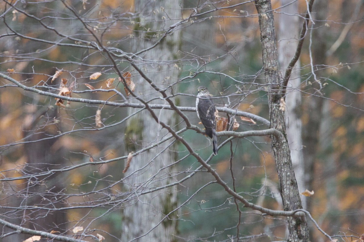 Sharp-shinned Hawk - ML643999925