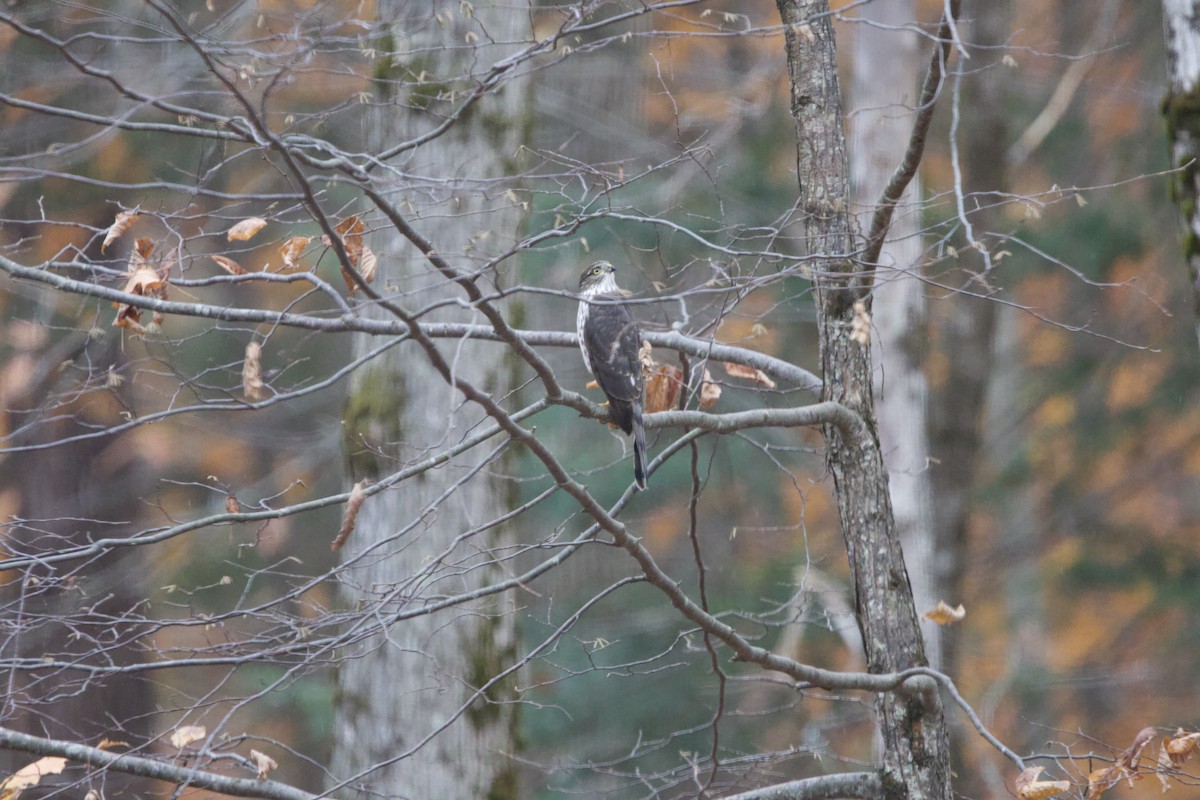 Sharp-shinned Hawk - ML643999926