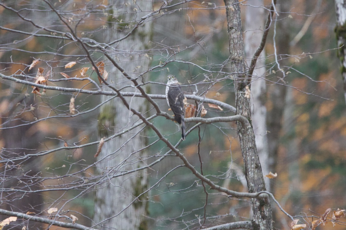 Sharp-shinned Hawk - ML643999927