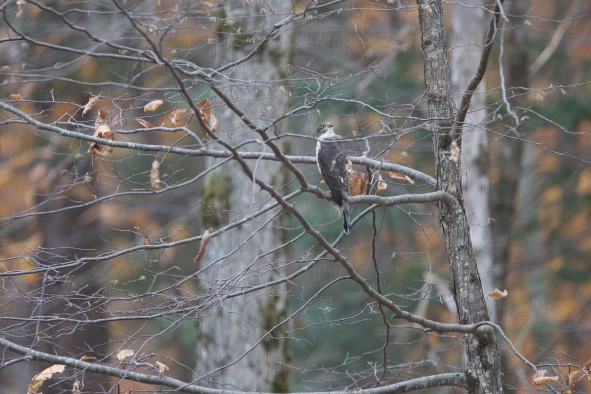 Sharp-shinned Hawk - ML643999928