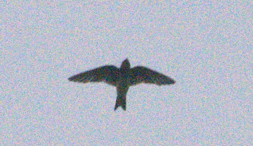 Northern Rough-winged Swallow - ML643999932